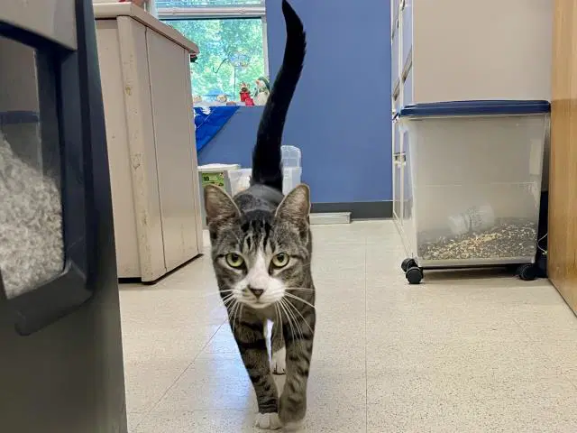 Jb - Domestic Short Hair