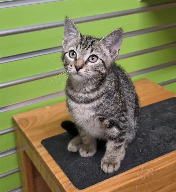 Barry - Domestic Short Hair