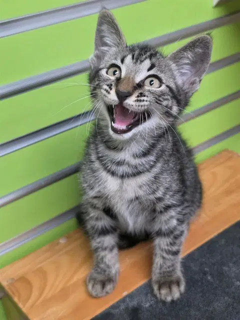Curtis - Domestic Short Hair