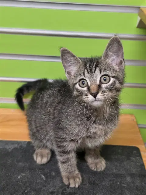 Romeo - Domestic Short Hair