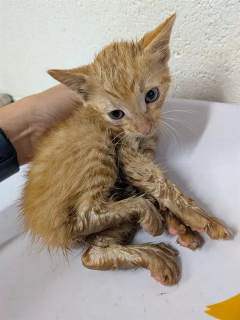 Phineas - Domestic Short Hair
