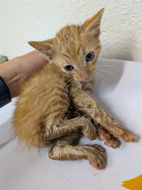 Phineas