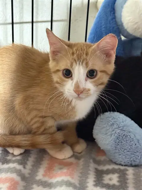 Phineas - Domestic Short Hair