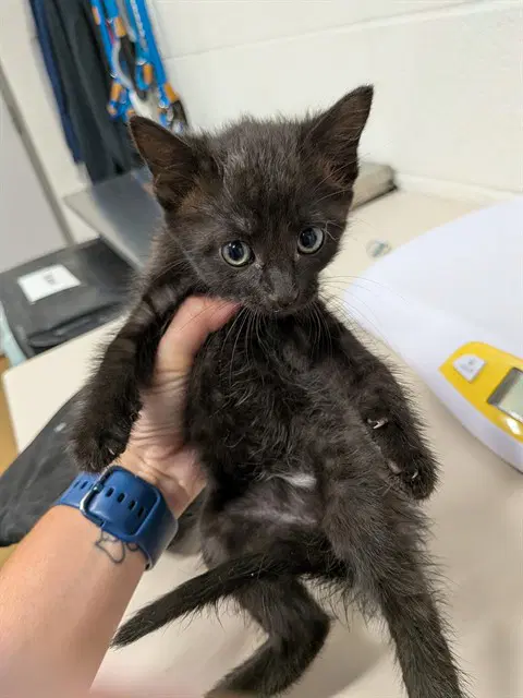 Candace - Domestic Short Hair