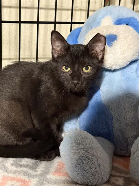 Candace - Domestic Short Hair