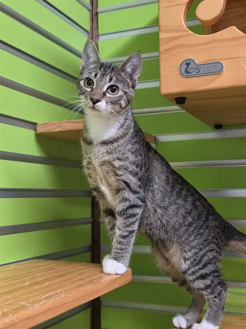 Cola - Domestic Short Hair