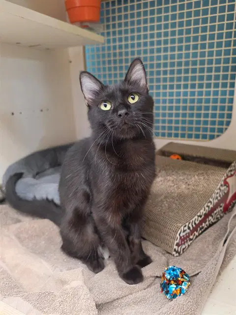 Sugar - Domestic Short Hair