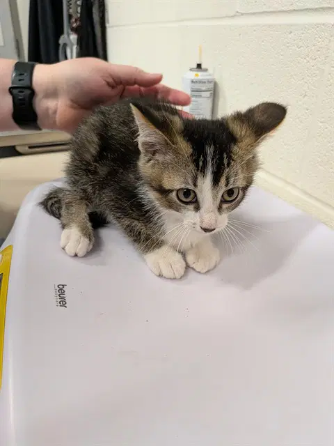 Teddy - Domestic Short Hair