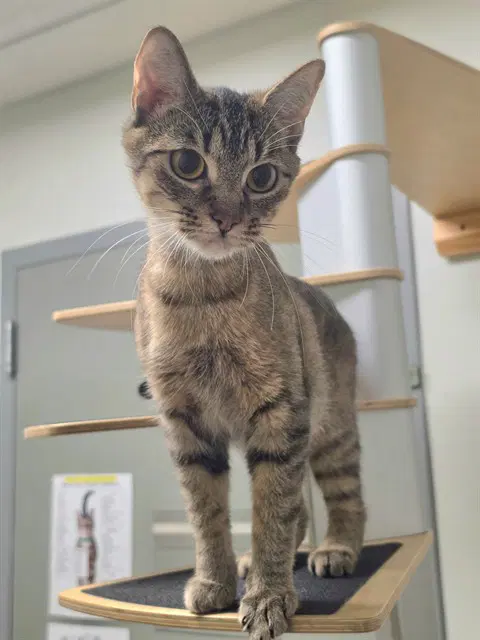 Esme - Domestic Short Hair