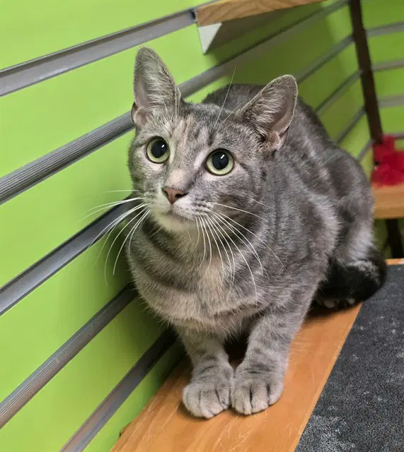 Chai - Domestic Short Hair