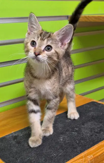 Dana Scully - Domestic Short Hair