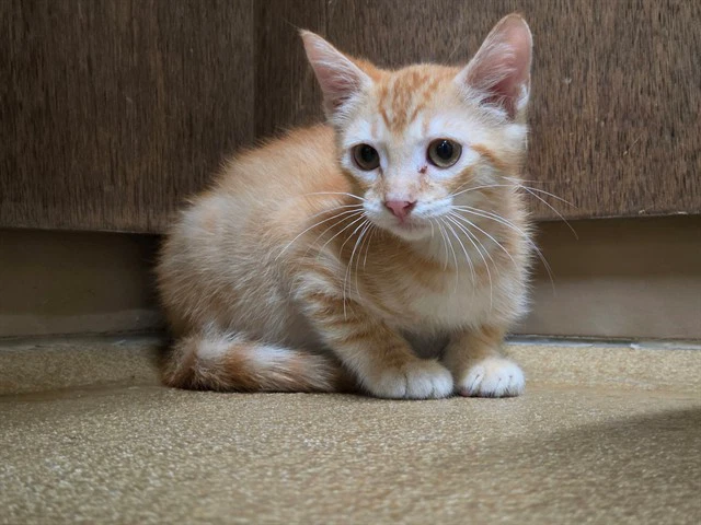 Indy
