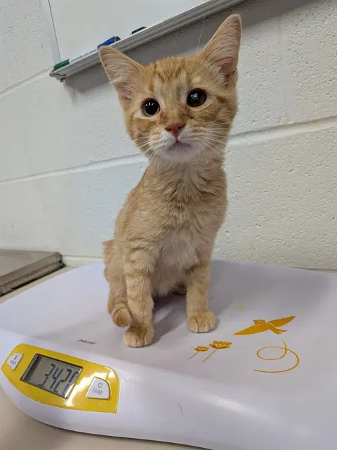 Unknown - Domestic Short Hair