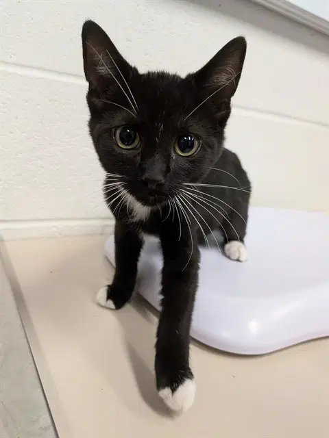 Unknown - Domestic Short Hair