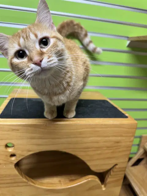 Peaches - Domestic Short Hair