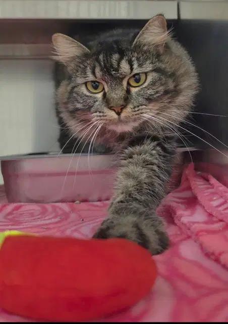 Unknown - Domestic Medium Hair