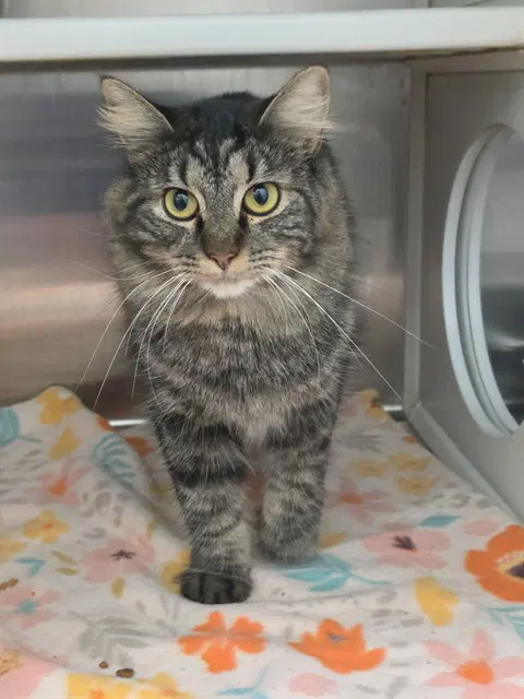 Unknown - Domestic Medium Hair