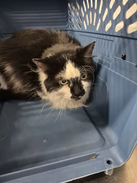 Oreo - Domestic Long Hair