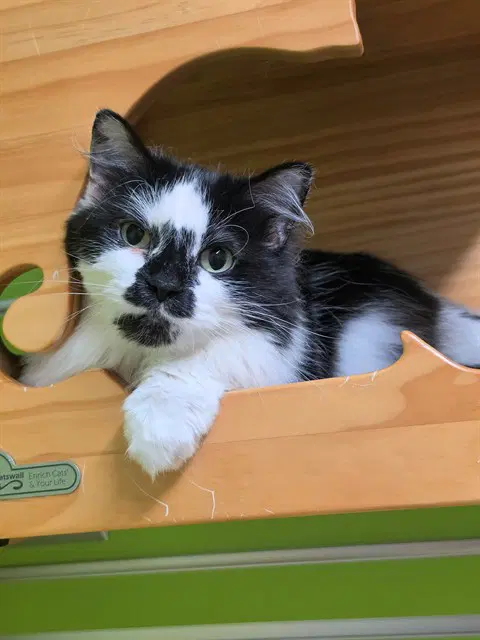 Oreo - Domestic Long Hair
