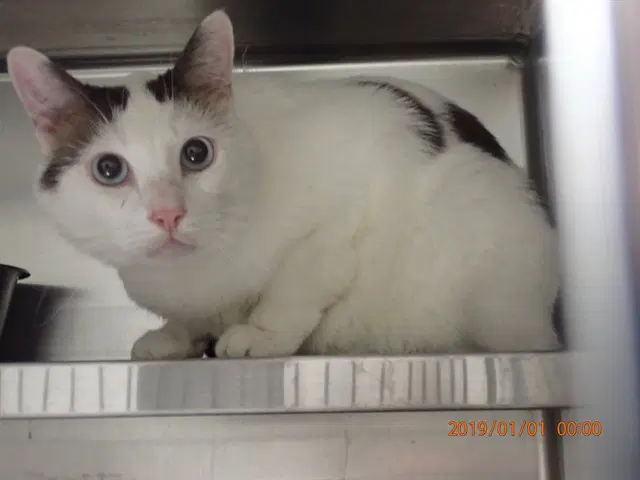 Nugget - Domestic Short Hair
