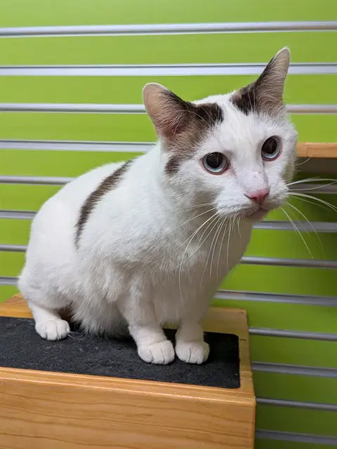 Nugget - Domestic Short Hair