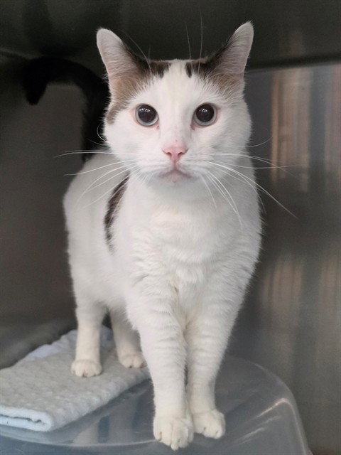 NUGGET, a cat for adoption from St Charles County Humane Services