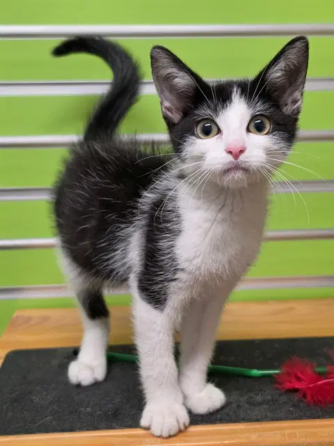 Unknown - Domestic Short Hair