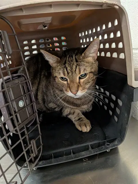 Molly - Domestic Short Hair