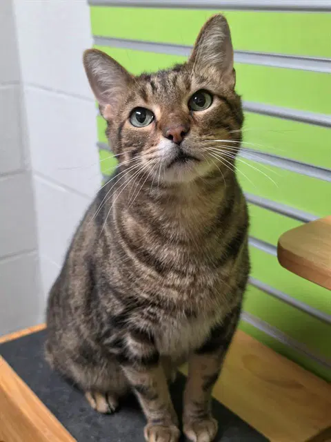 Molly - Domestic Short Hair