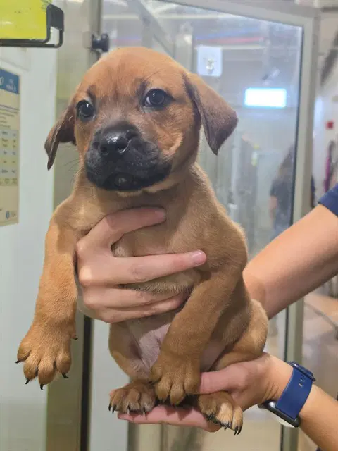 Sebastian - Labrador Retriever