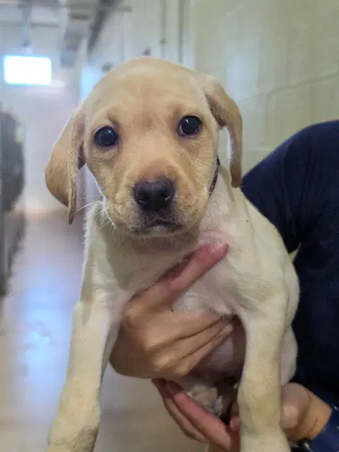 Aquata - Labrador Retriever