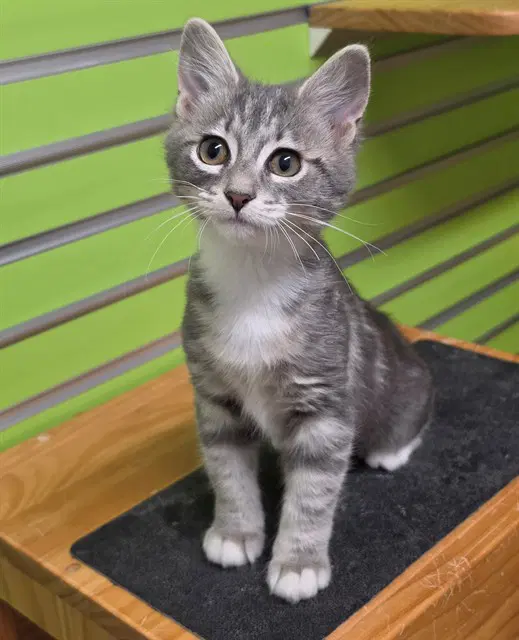 Chloe - Domestic Medium Hair