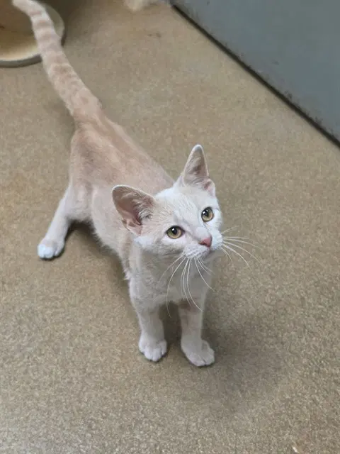 Nemo - Domestic Short Hair