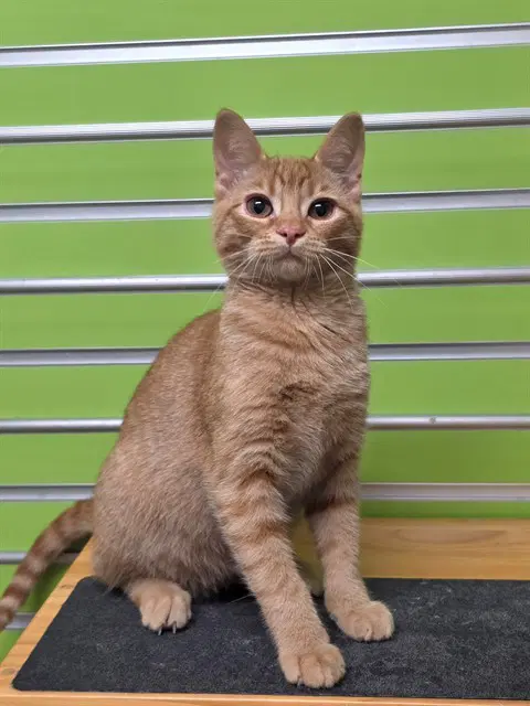 Pele - Domestic Short Hair