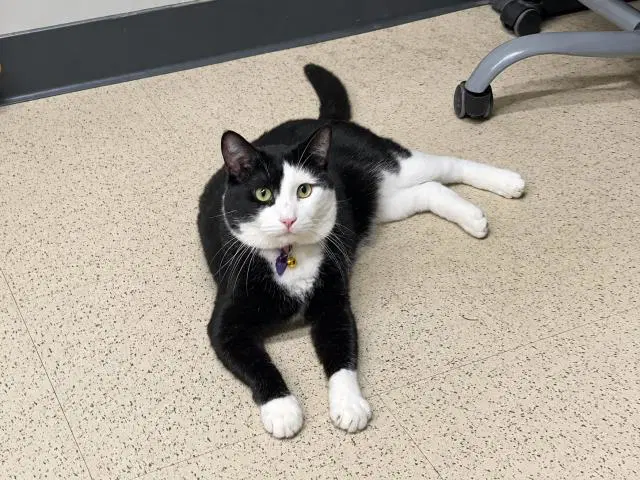 Sox - Domestic Short Hair