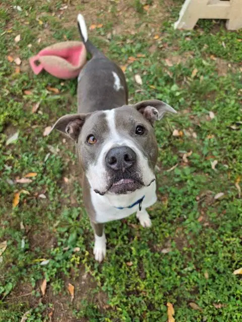 Asher Blue - Staffordshire Bull Terrier