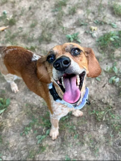 Amber - Beagle