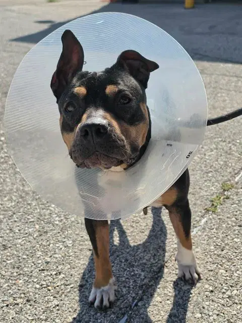 Brioche - Hound