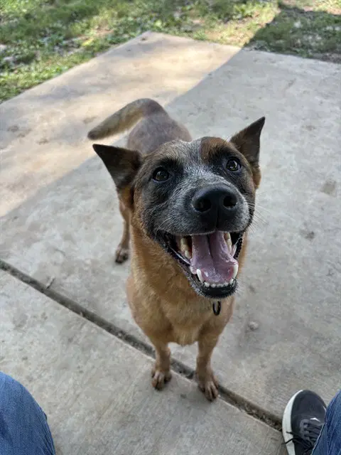 Rooster - Australian Cattle Dog/Blue Heeler