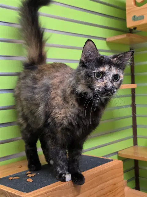 Unknown - Domestic Medium Hair