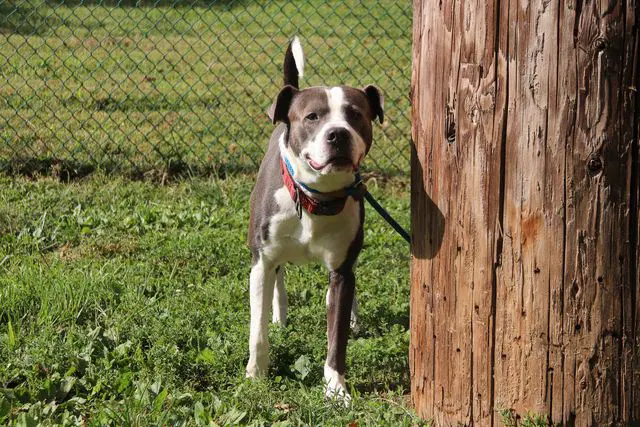 Reacher - Pit Bull Terrier