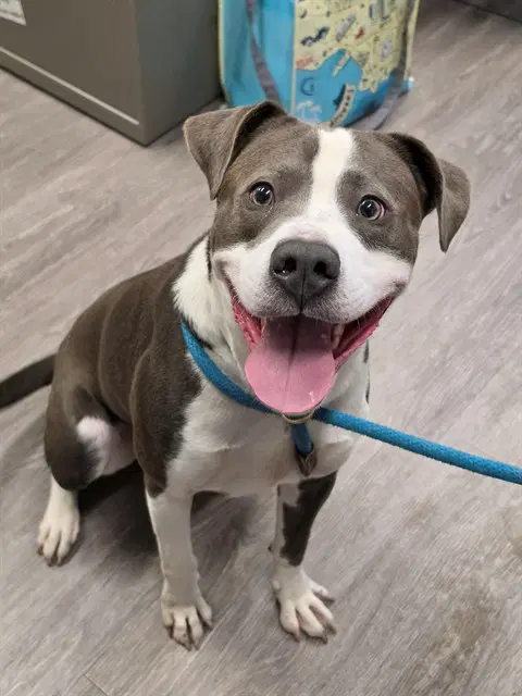 Reacher - Pit Bull Terrier