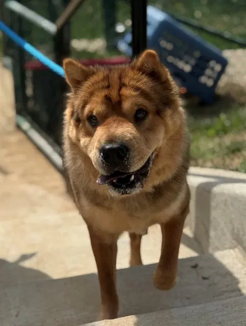 Jenga - Chinese Shar-Pei