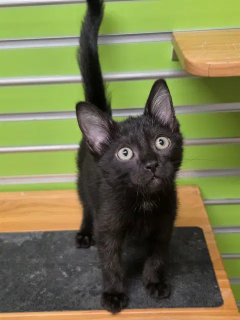 Brayson - Domestic Short Hair