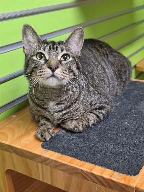 Paige - Domestic Short Hair