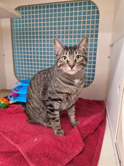 PAIGE, a cat for adoption from St Charles County Humane Services