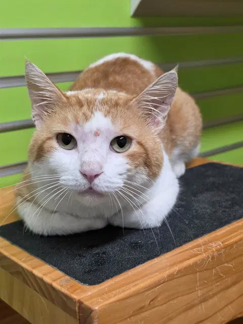 Oscar - Domestic Short Hair