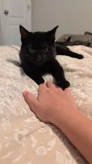 Lucy - Domestic Short Hair