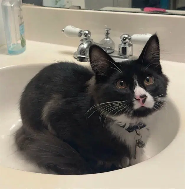 Static - Domestic Short Hair