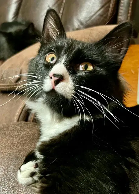 Static - Domestic Medium Hair